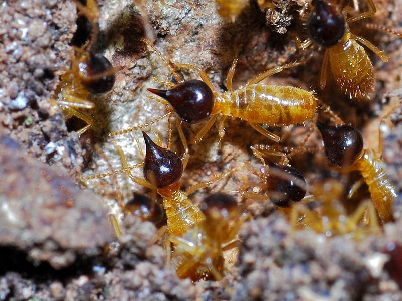 Termites, natural sources of methane emissions