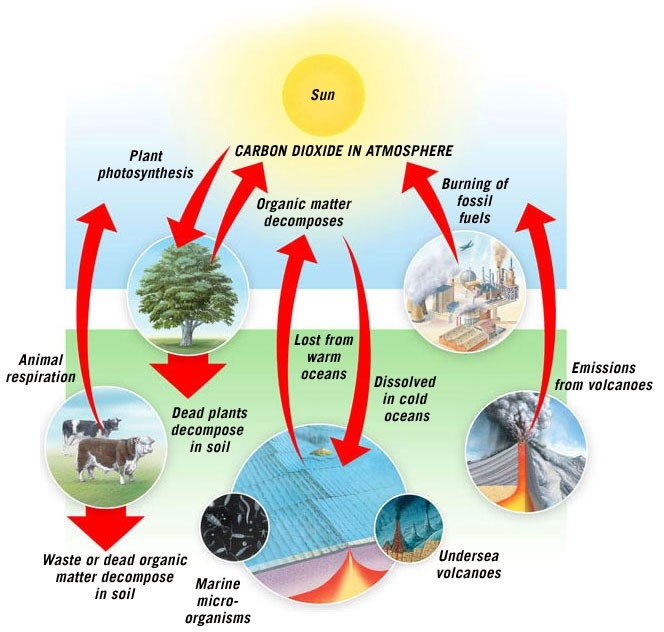 The carbon cycle