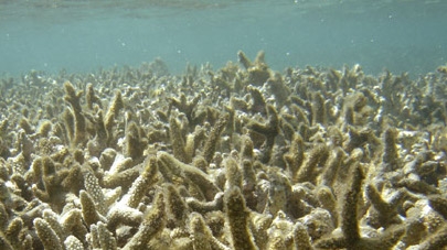 Bleached coral off the Reunion Islands