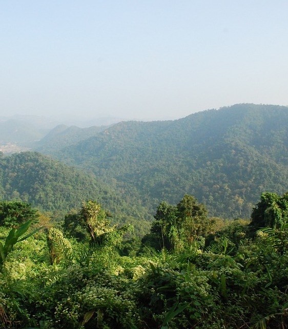 Tropical rainforest in Thailand