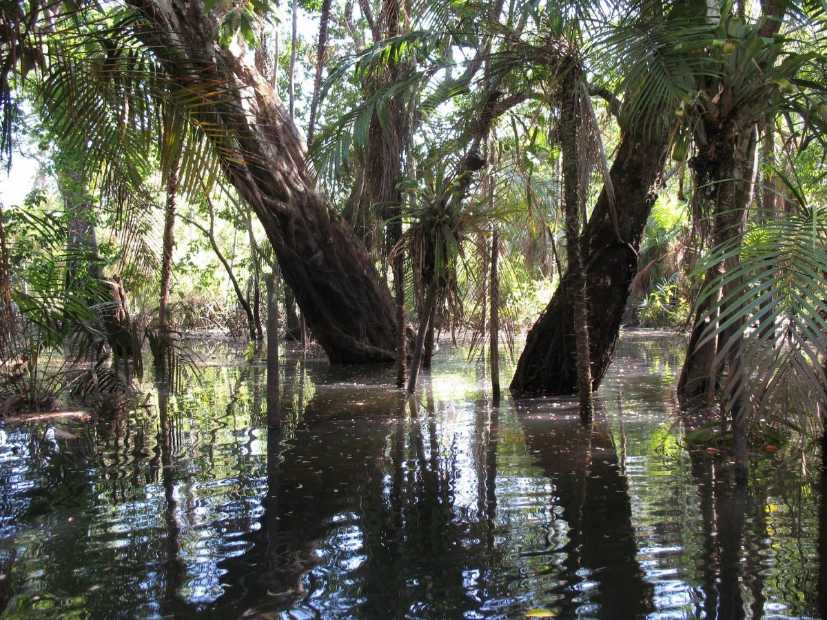 Rainy season floods in the Amazon rainforest