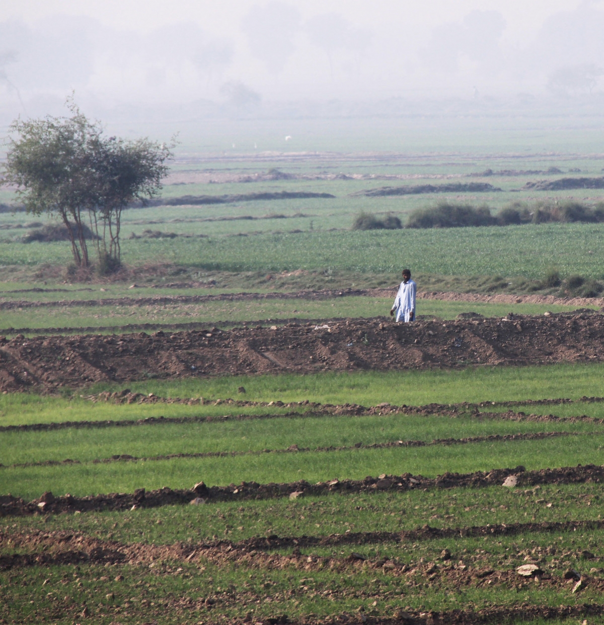 Recently sown rice paddies after floods in Pakistan