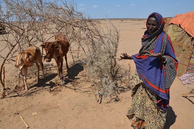 A woman with her cattle during a drought in Ethiopia