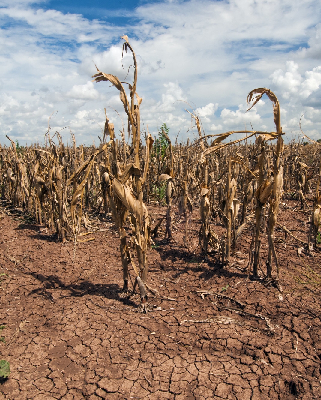 Shrivelled maize crop after a drought in Texas