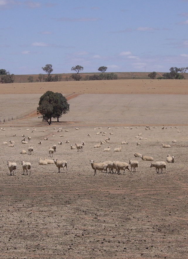 Dry paddocks in Australia in the Millennium Drought