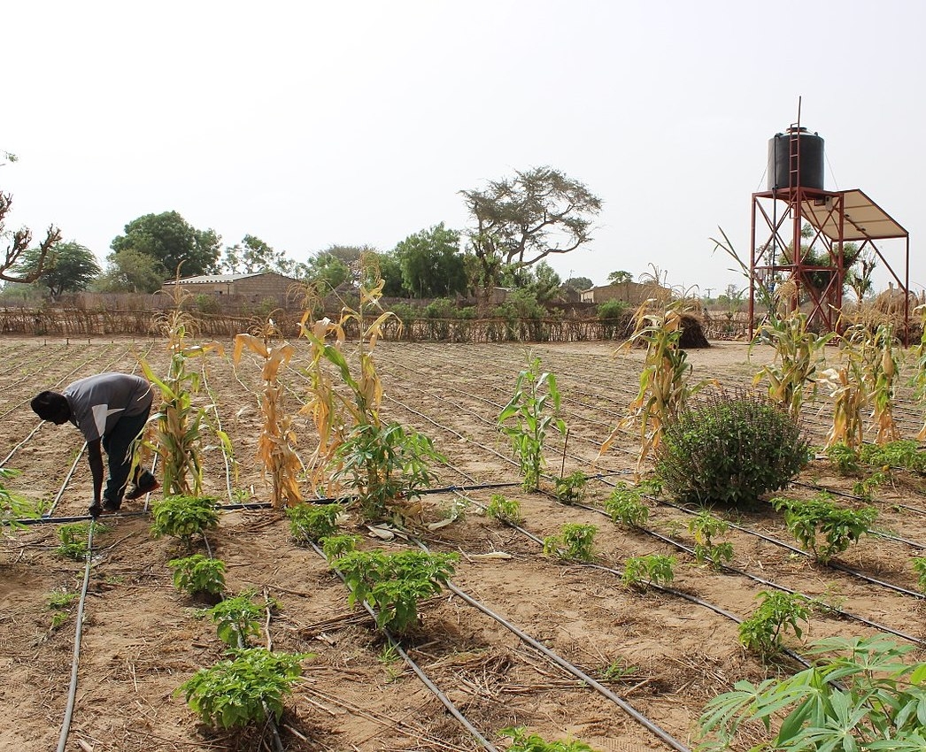Drip irrigation at Faylar village, Senegal
