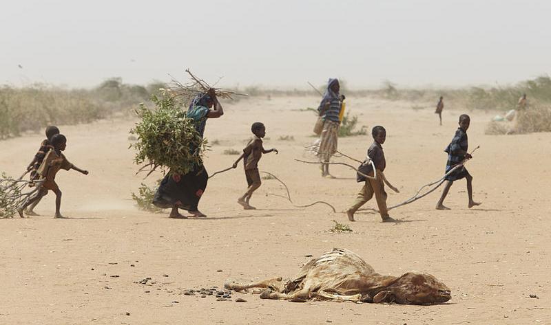 Refugees in Kenya gather firewood during the drought of 2011.