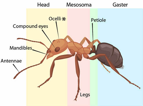 Insect Labelling Ant Bullet Ant Diagram