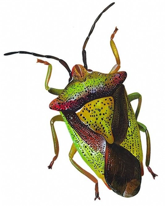Shield bug