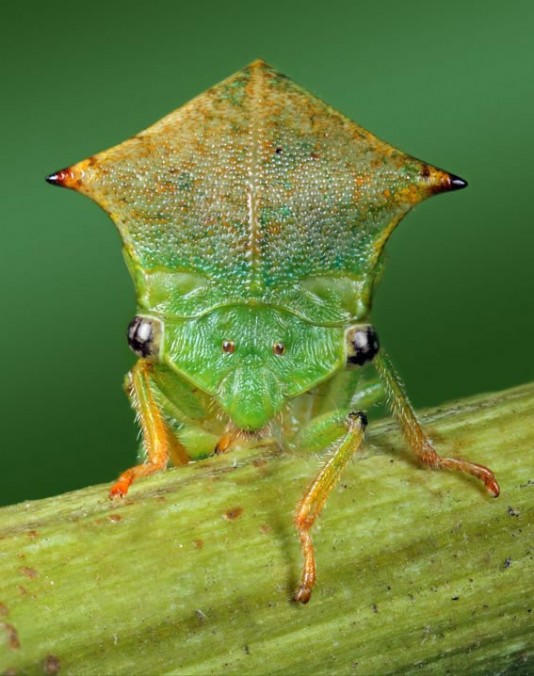 Buffalo treehopper