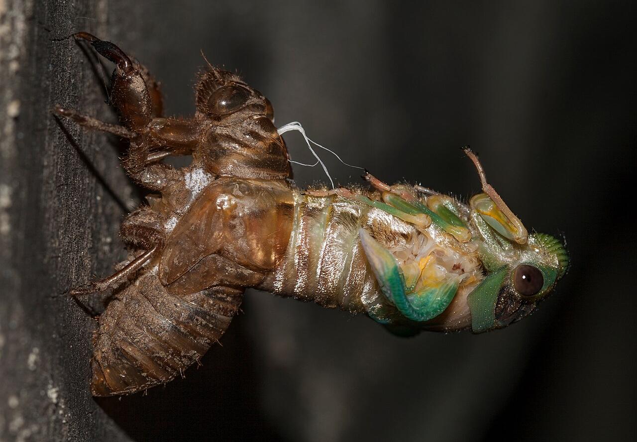 An adult cicada, a species commonly known as a "white drummer", seen emerging from its nymph's exoskeleton (shell)