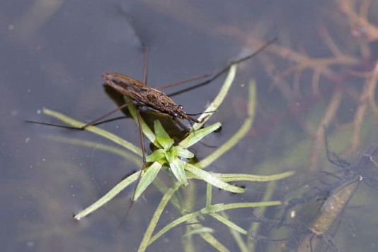 Pond skater