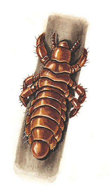 Head louse clinging to a hair
