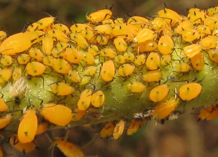 A colony of oleander aphids