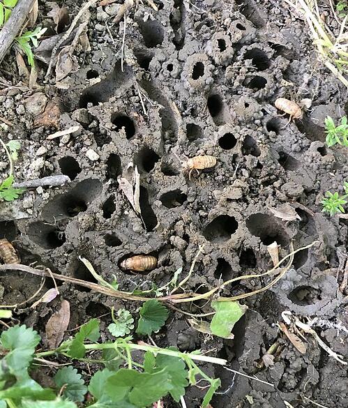 Periodical cicada nymphs emerging from the ground
