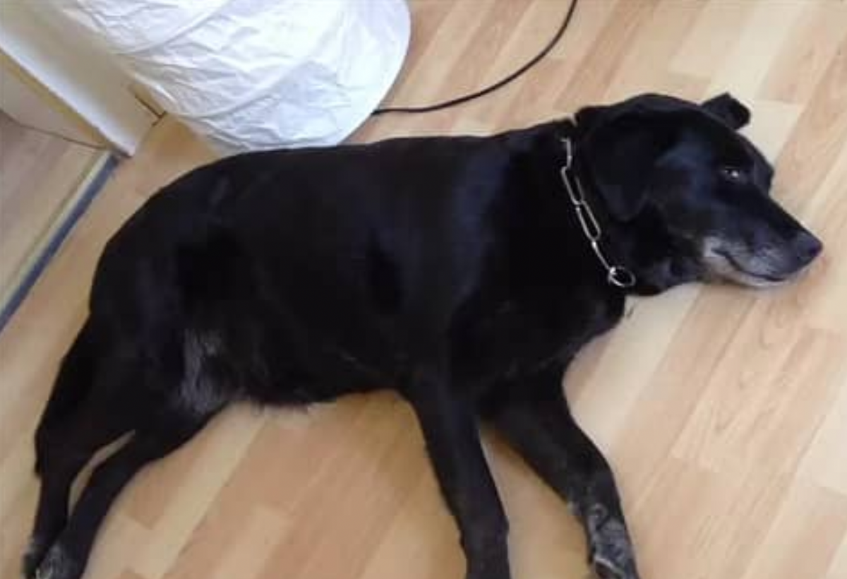 Footage of a dog in REM (rapid eye movement) sleep