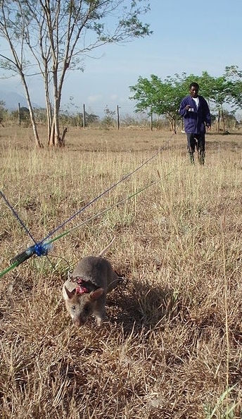 Using a trained rat to detect a landmine