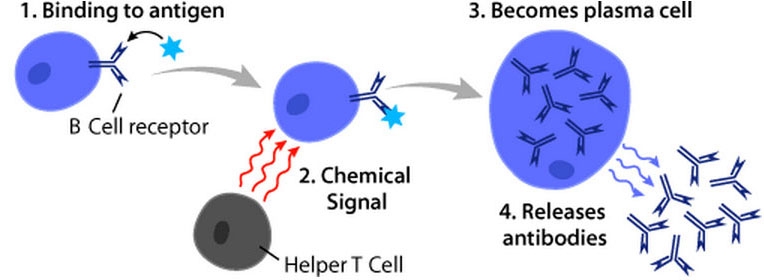 Diagram showing how a B cell produces antibodies