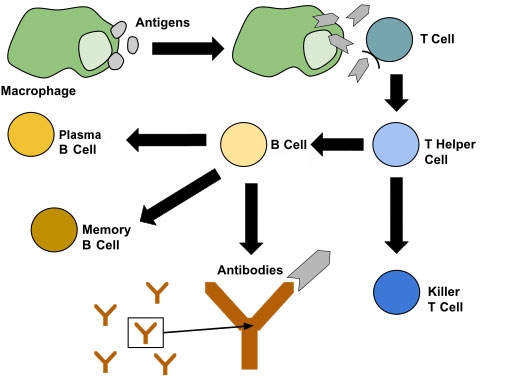 Diagram showing the role of T cells