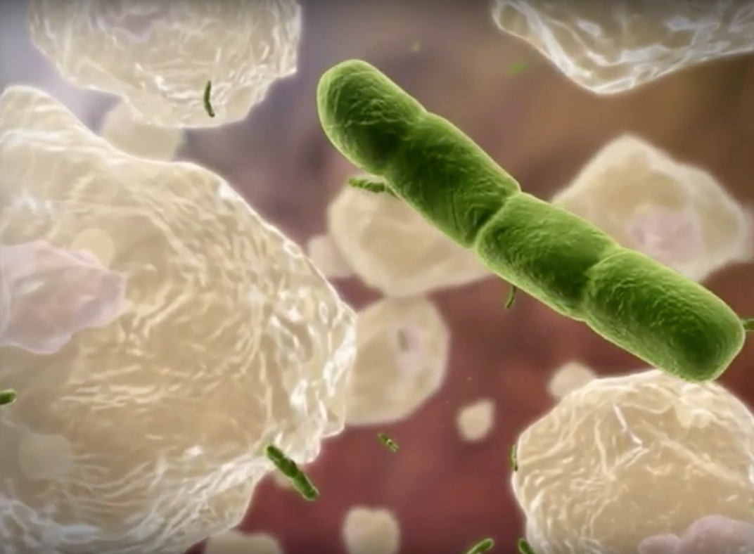 How a phagocyte deals with invading pathogens