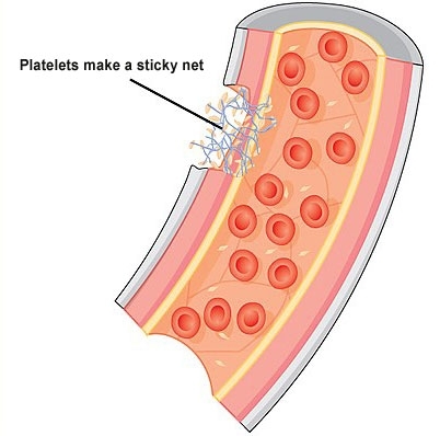 Platelets making the blood clot