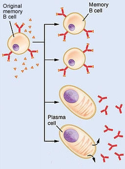 Memory cells become plasma cells