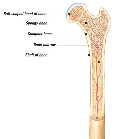 Cross-section through a bone