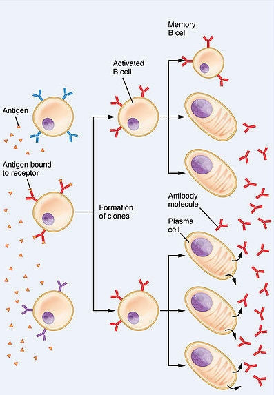 Diagram showing B cells producing clones of itself