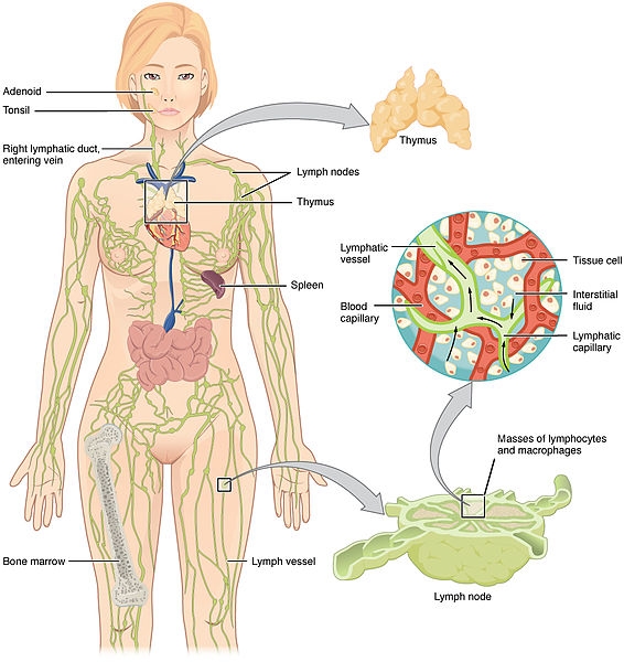 Lymphatic system