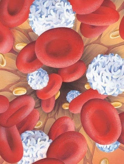Different kinds of blood cell