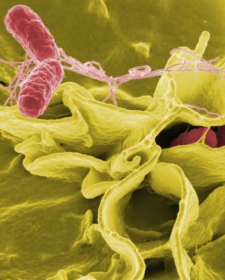 Salmonella bacteria invading human cells