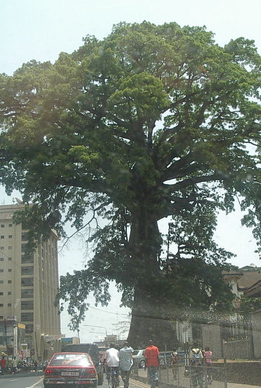 The Cotton Tree in Freetown, Sierra Leone