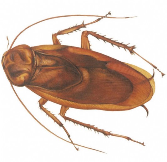 American cockroach