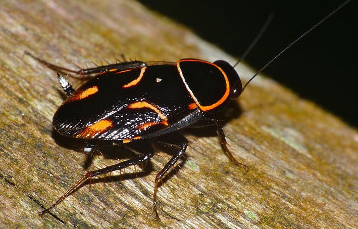 Sundablatta sexpunctata