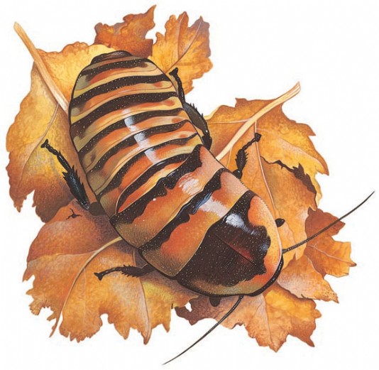 Hissing cockroach