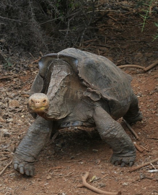 Giant tortoise with saddleback (arched opening) shell