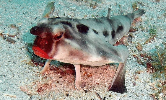 Red-lipped batfish
