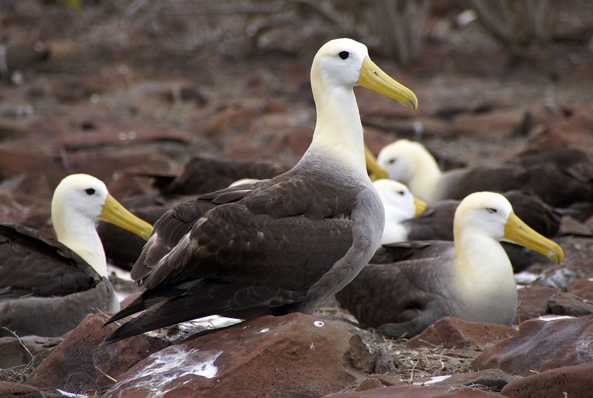 Waved albatrosses on Española