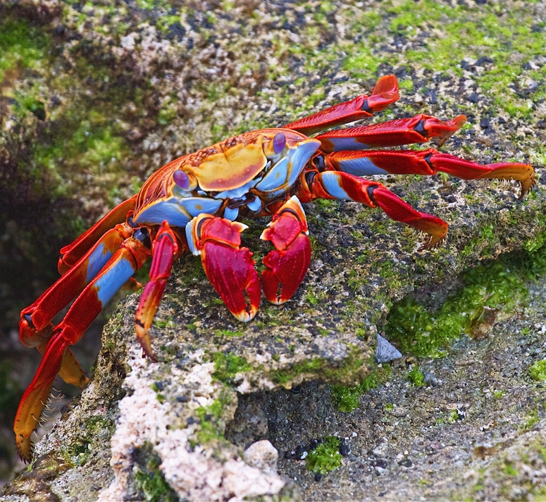 Sally Lightfoot crab on Santa Cruz