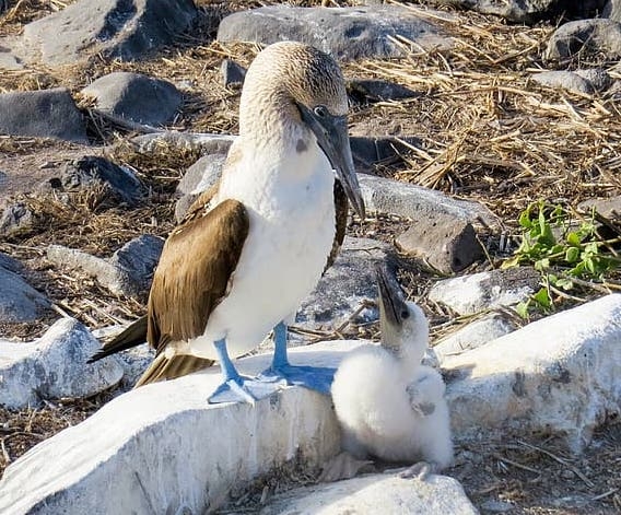 Blue-footed booby adult and young