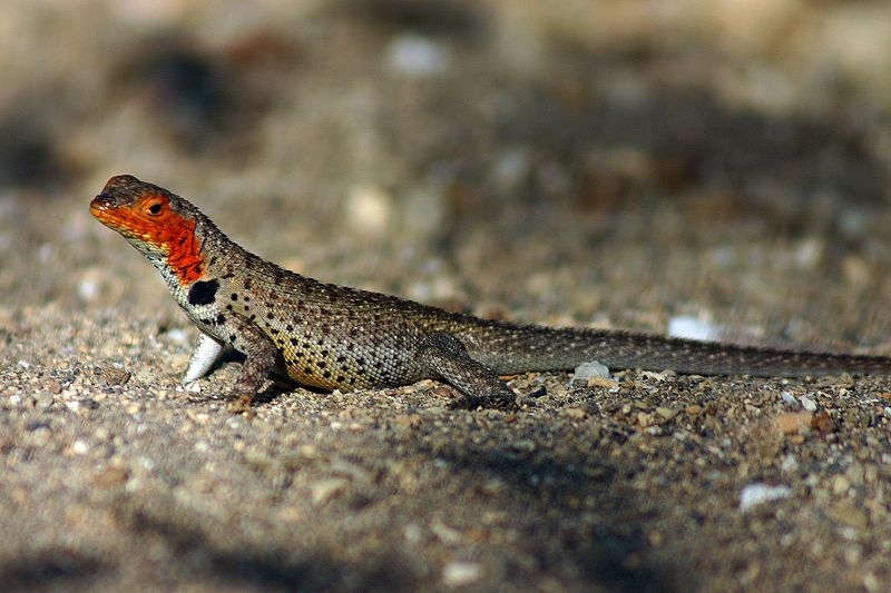 Galapagos lava lizard on Fernandina
