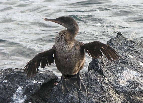 Flightless cormorant