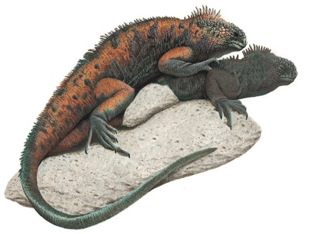 Marine iguanas mating
