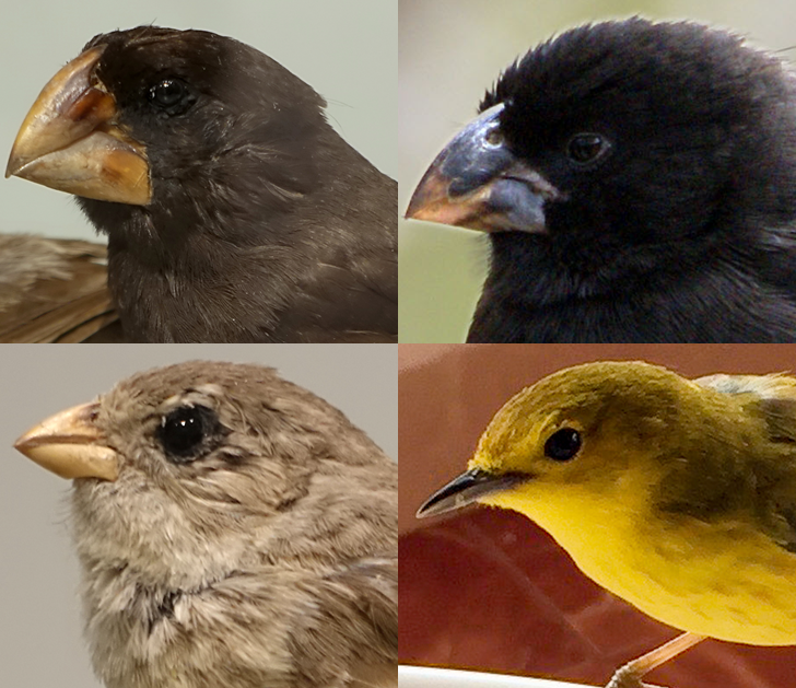 Four of Darwin's finches