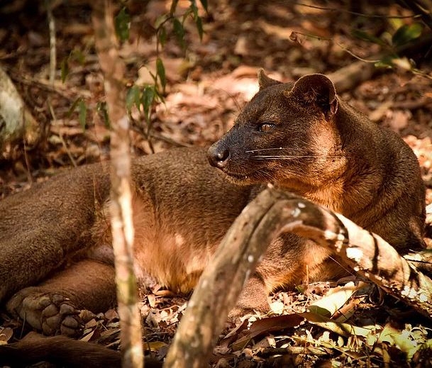 Fossa