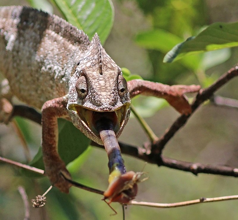 Oustalet's chameleon feeding