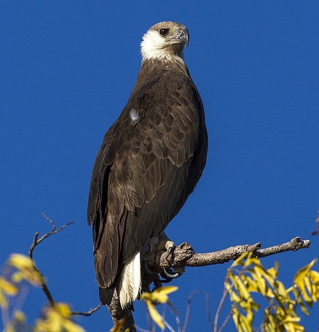 Madagascan fish eagle
