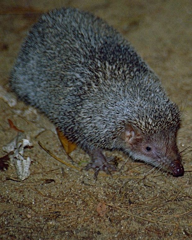 Greater hedgehog tenrec