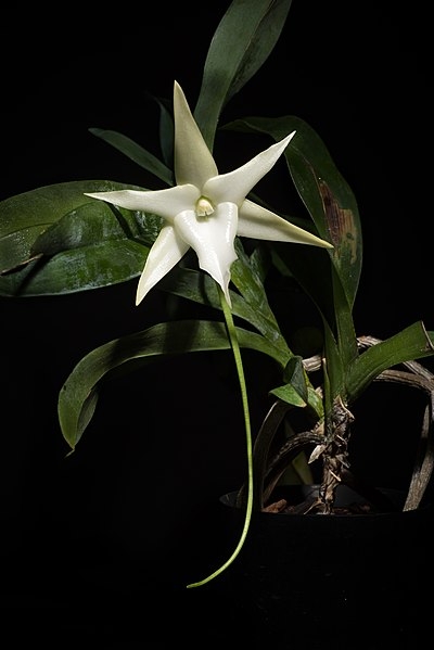 Darwin's orchid