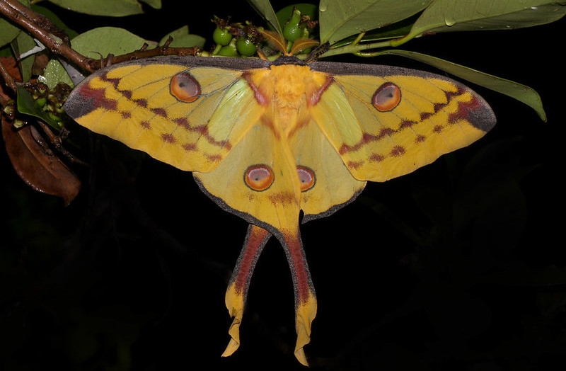 Comet moth